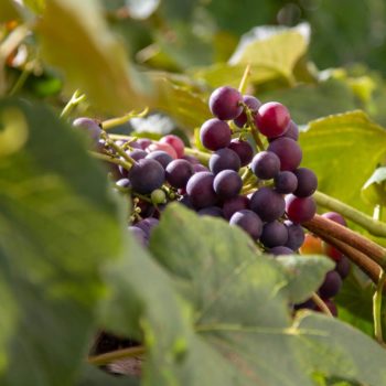Weintrauben am Oberpfaffstallerhof auf dem Ritten